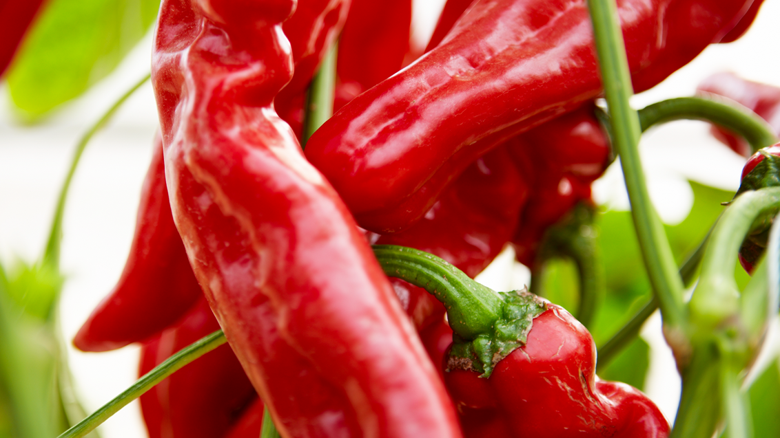 syngenta-zastita-povrca-paprika-crvena_1132x849_podloga_46.png