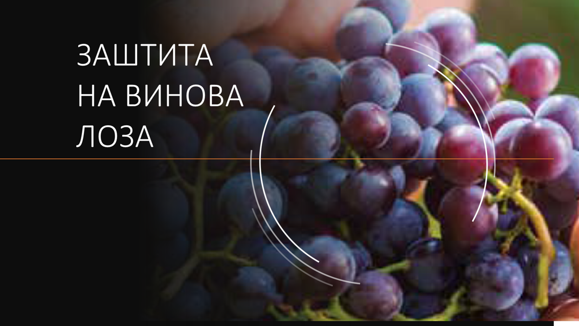 zastita-vinova-loza-syngenta_1132x637_2_txt.png