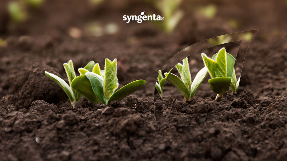 syngenta-srbija-dobrodosli-seme-zasitita_1132x637_2.png