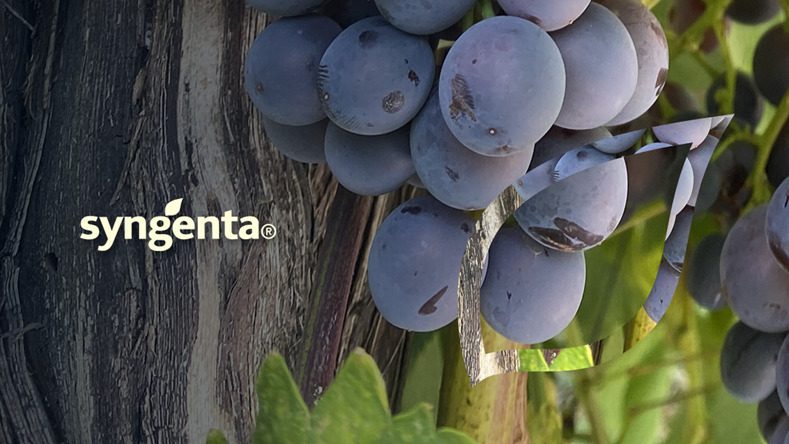 syngenta-uspesne-jesenje-berbe-vinova-loza_1132x637_hm.png