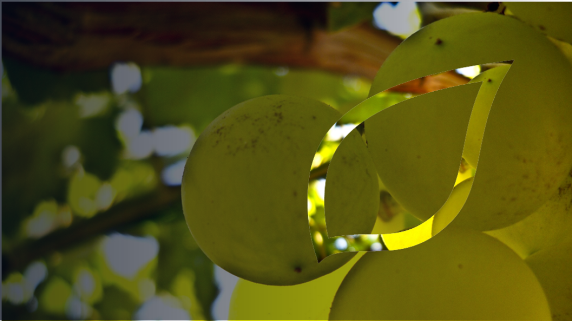 zastita-vinove-loze-syngenta_1132x637_lst.png