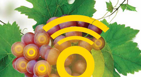 syngenta-ridomil-gold-r