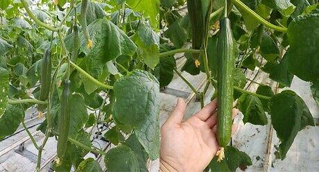 Семе долга краставица Palermo од Syngenta.
