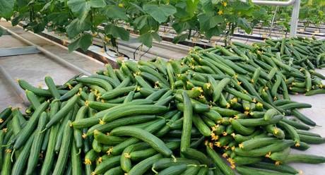 Семе краставици од Syngenta.