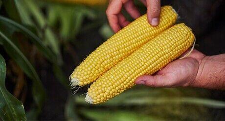 Семе пченка од Syngenta.