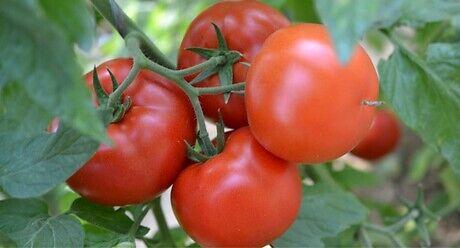 Семе домат Grumira од Syngenta.