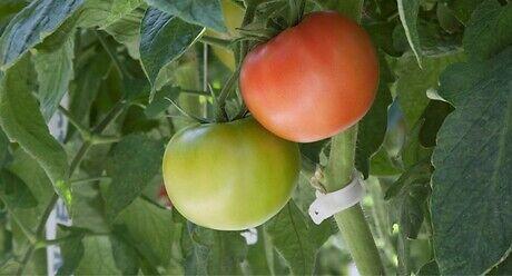 Семе домат Mamston од Syngenta.