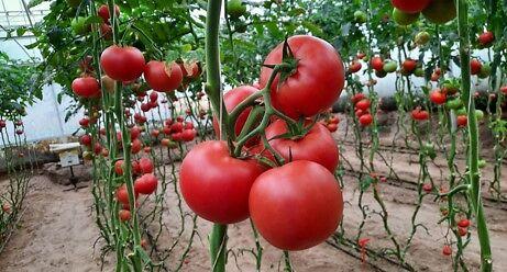 Семе домат од Syngenta.
