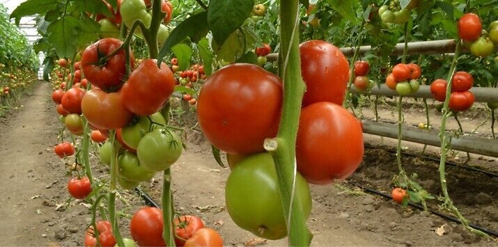 Семе домат Grumira од Syngenta.