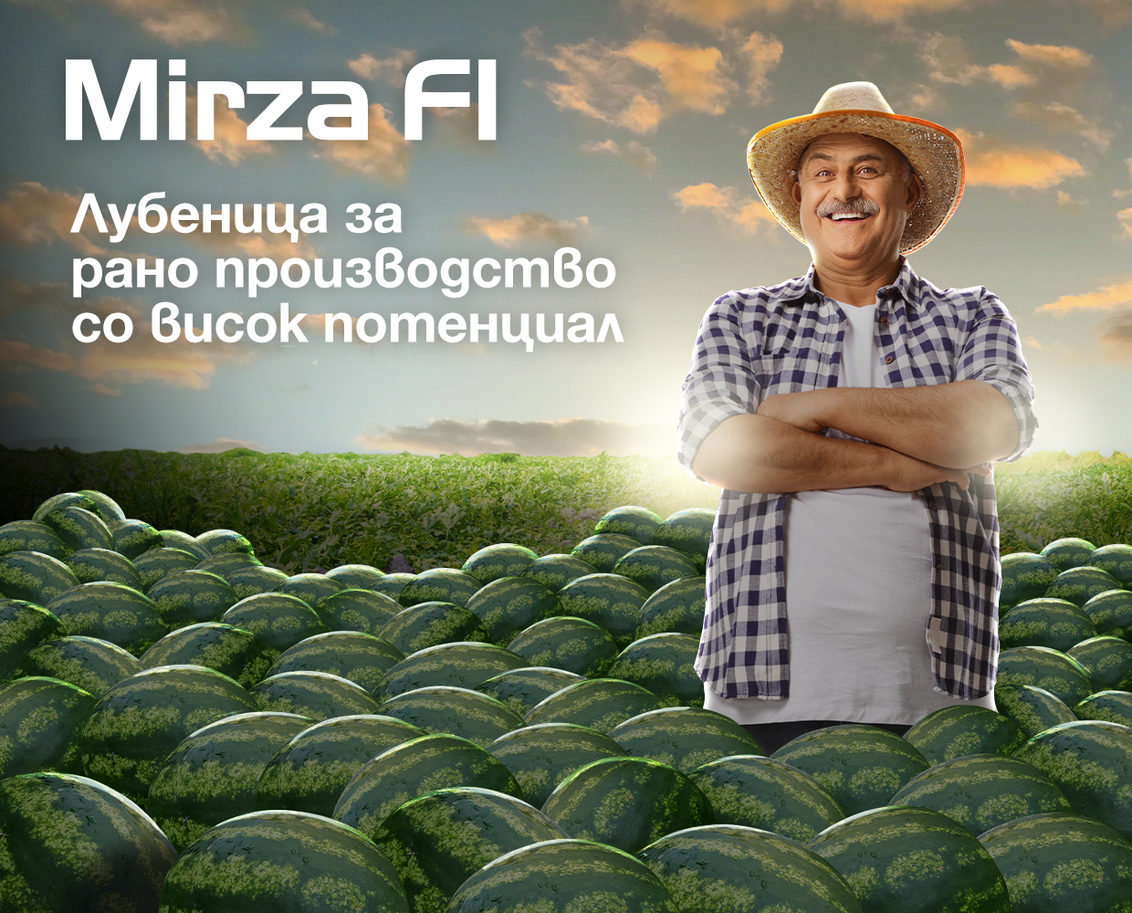 Семе лубеница Mirza од Syngenta.