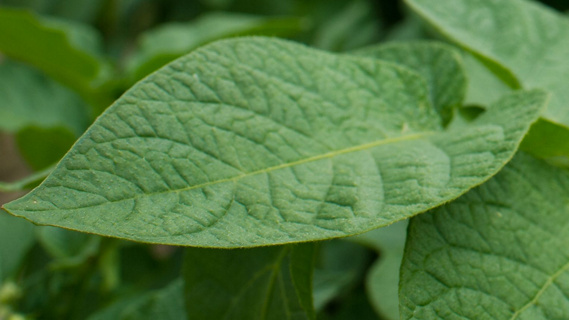 syngenta-zastita-povrca-krompir-list_1132x637_podloga_11.png