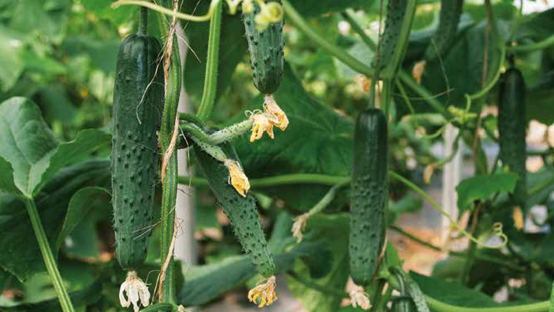 krastavac-seme-povrca-syngenta_1132x637.png