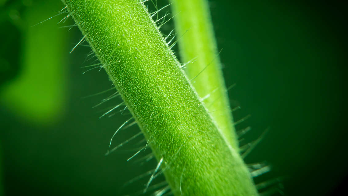 syngenta-msds-srbija_1132x637.png