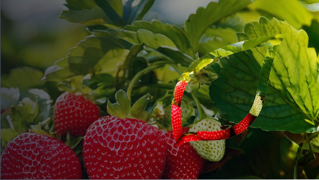 zastita-jagode-vocaka-syngenta_1132x637_lst.png