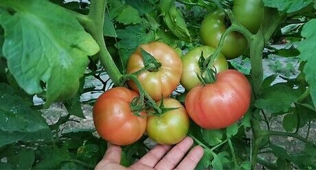 Семе домат од Syngenta.