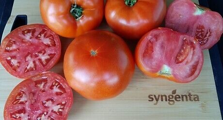 Семе домат Bobcat од Syngenta.