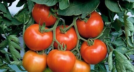 Семе домат Paronset од Syngenta.