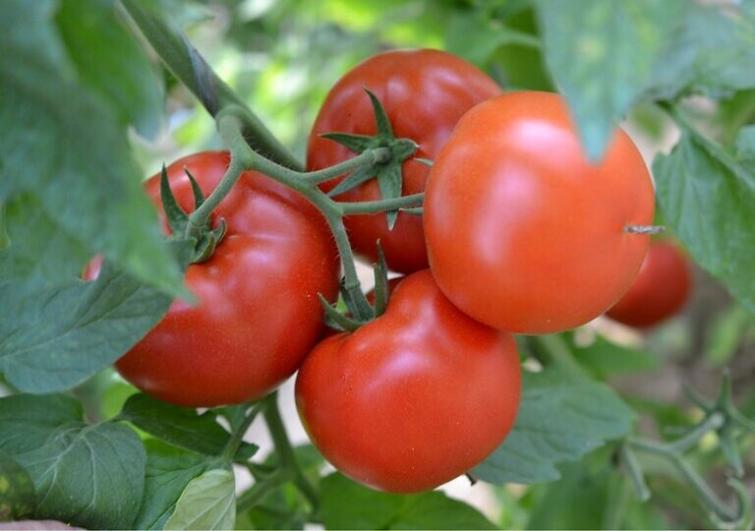 Семе домат Grumira од Syngenta.
