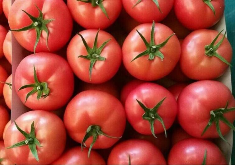 Семе домат Mamston од Syngenta.