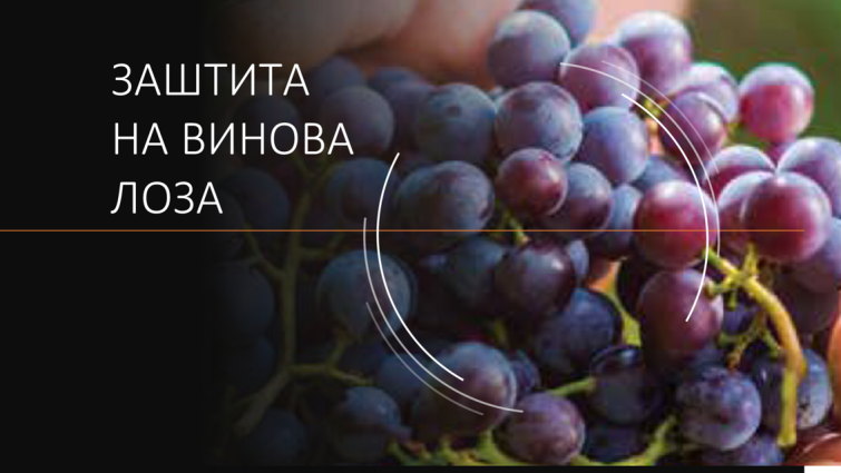 zastita-vinova-loza-syngenta_1132x637_2_txt.png