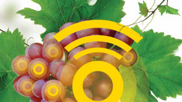 syngenta-ridomil-gold-r