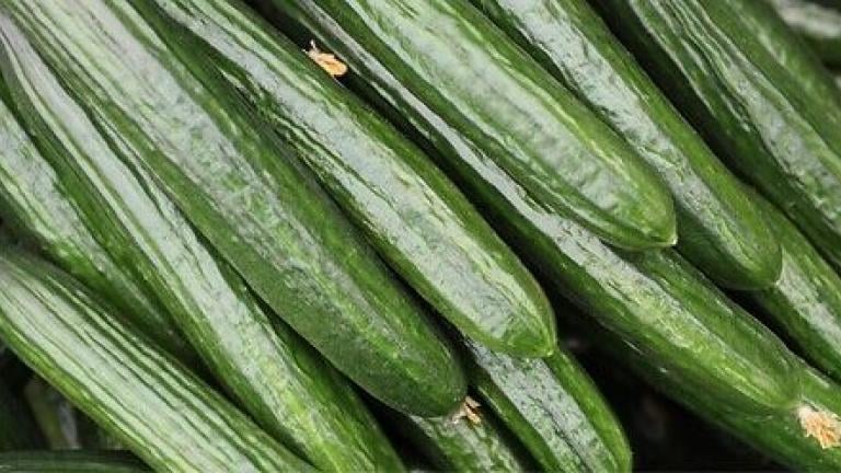 Семе долга краставица Achilleas од Syngenta.