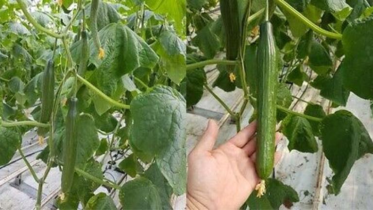 Семе долга краставица Palermo од Syngenta.
