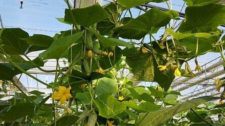 Семе корнишон Pasamonte од Syngenta.
