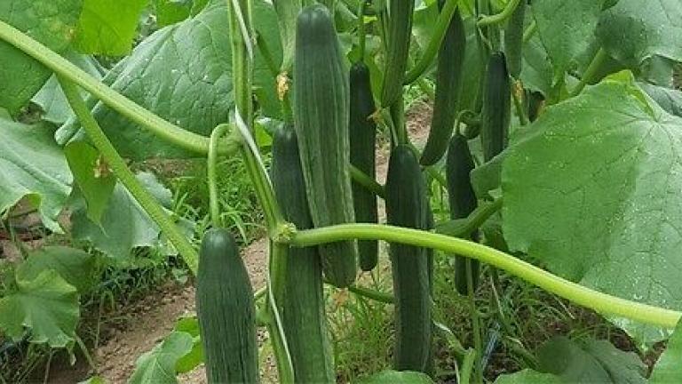 Syngenta семе краставица.