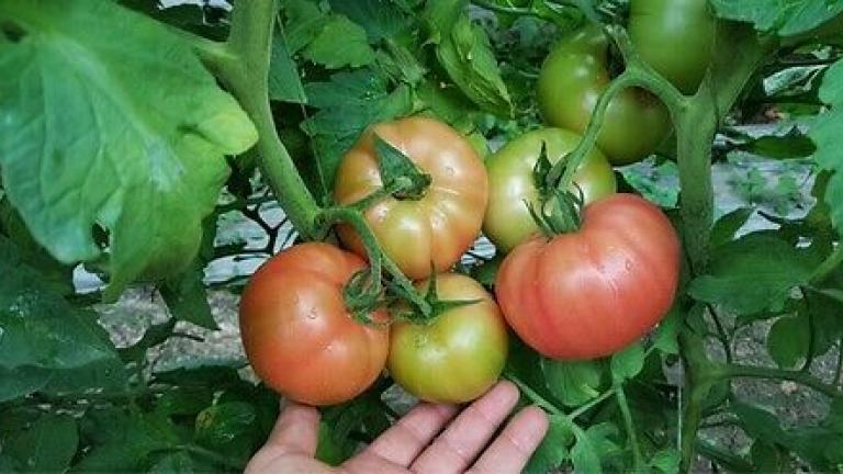 Семе домат од Syngenta.