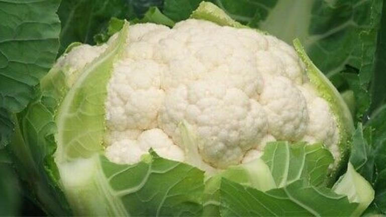 Семе карфиол и броколи од Syngenta.