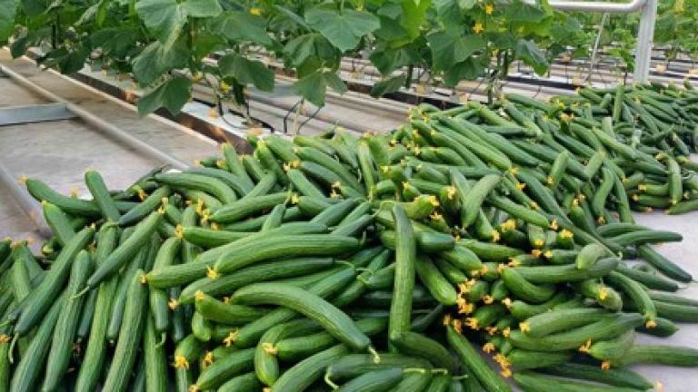 Семе краставици од Syngenta.