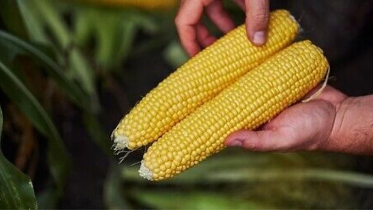 Семе пченка од Syngenta.