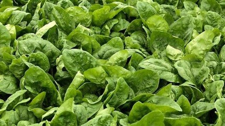 Семе спанак од Syngenta.