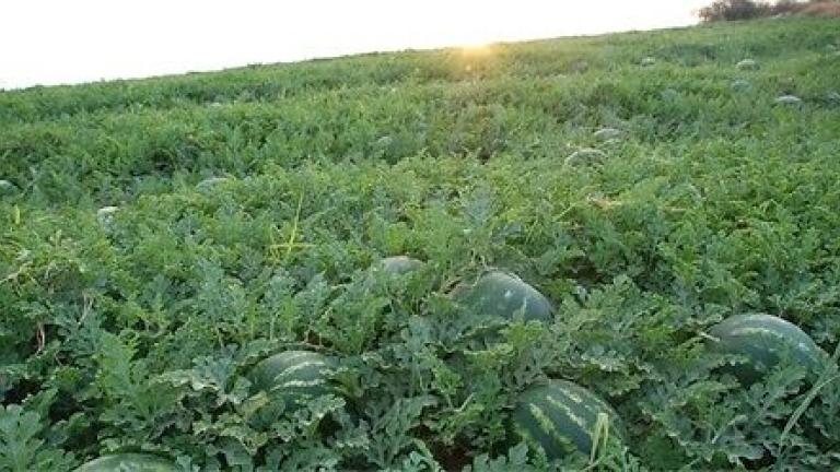Заштита на лубеница од Syngenta.