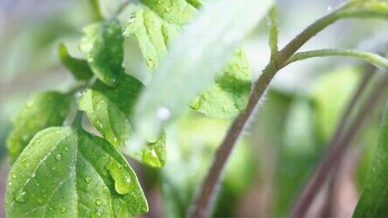 Заштита на домати од Syngenta.