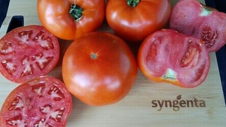 Семе домат Bobcat од Syngenta.