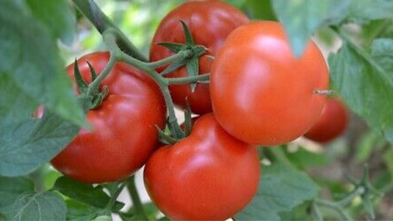 Семе домат Grumira од Syngenta.