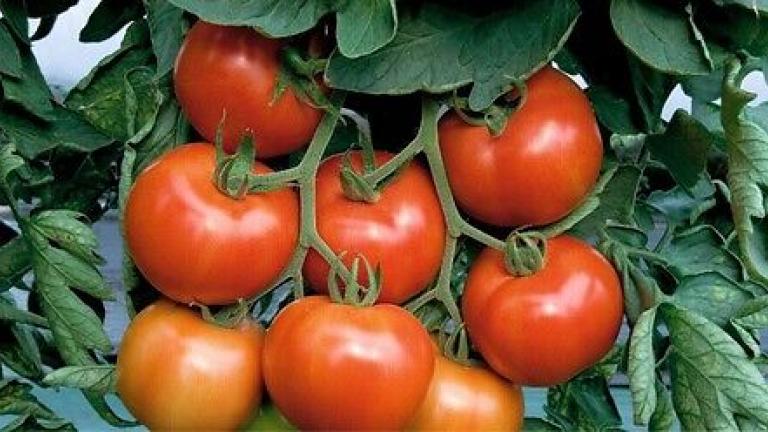 Семе домат Paronset од Syngenta.