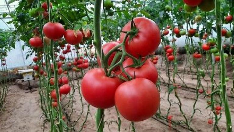 Семе домат од Syngenta.