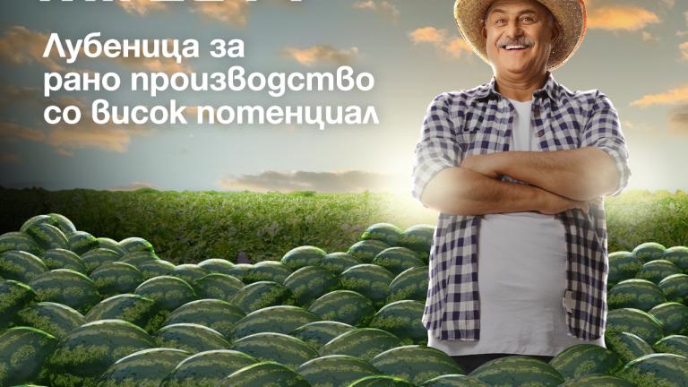 Семе лубеница Mirza од Syngenta.