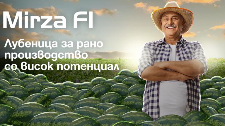 Семе лубеница Mirza од Syngenta.