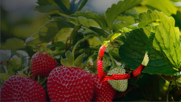 zastita-jagode-vocaka-syngenta_1132x637_lst.png