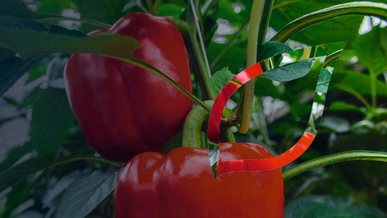 zastita-paprike-povrca-syngenta_1132x637_lst.png