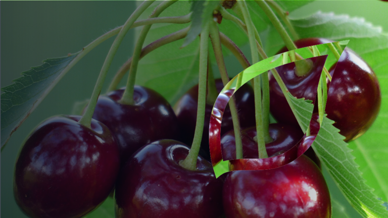 zastita-tresnje-vocaka-syngenta_1132x637_lst.png