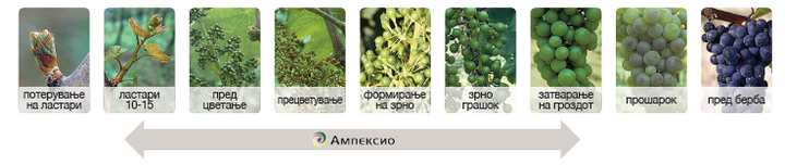 Ампексио виновата лоза