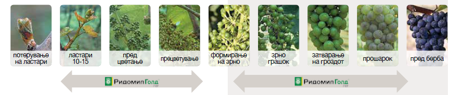 ridomil-gold-r-vreme-delovanja