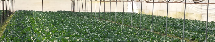 affirm-syngenta-povrce-plastenik