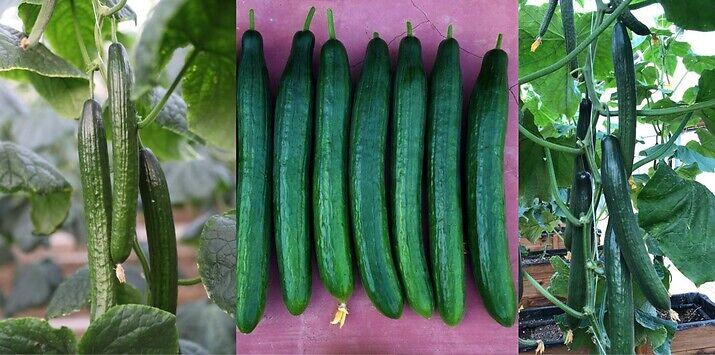Семе долга краставица Achilleas од Syngenta.