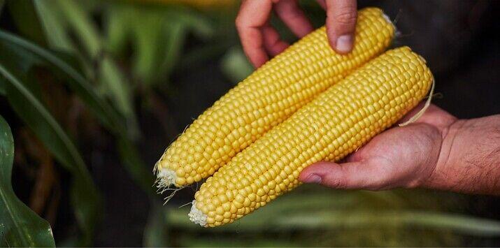 Семе слатка пченка GSS8529 од Syngenta.
